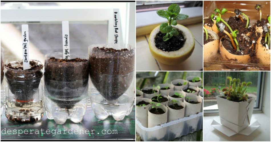20 Upcycled Samen-Starter-Töpfe, die Sie leicht zu Hause machen können 