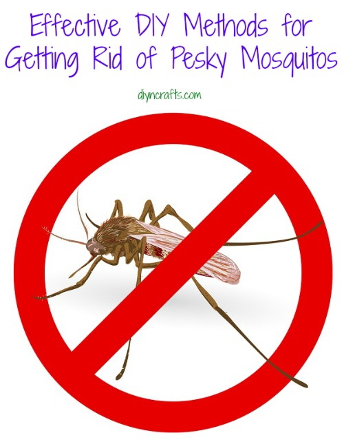 Effektive DIY-Methoden zum Loswerden von Pesky Mosquitos 