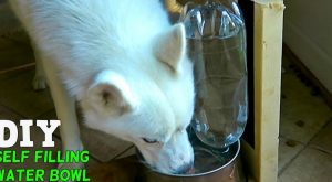 Ein einfaches DIY für Ihre Haustiere: Wie man eine selbstfüllende Wasserschüssel macht 