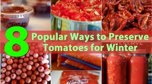 Top 8 beliebtesten Möglichkeiten, Tomaten für den Winter zu erhalten 