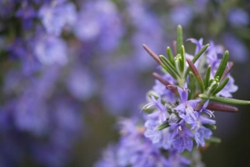 14 Heilkräuter zum Pflanzen in Ihrem Kräutergarten - Sie sind lecker und medizinisch! 