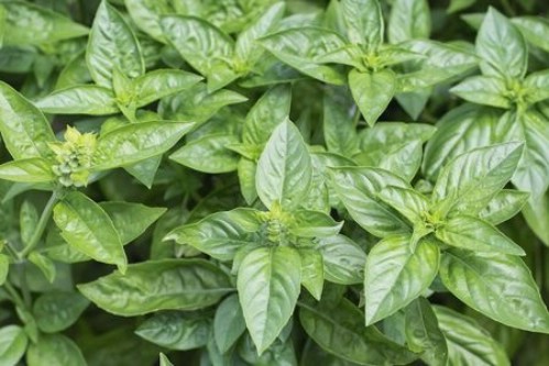 14 Heilkräuter zum Pflanzen in Ihrem Kräutergarten - Sie sind lecker und medizinisch! 