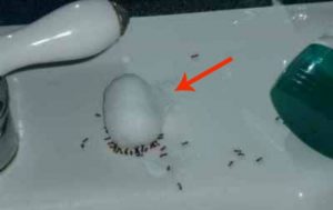 Brillant einfache Möglichkeit, Ameisen über Nacht loszuwerden 