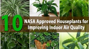 Top 10 von der NASA zugelassene Zimmerpflanzen zur Verbesserung der Raumluftqualität 