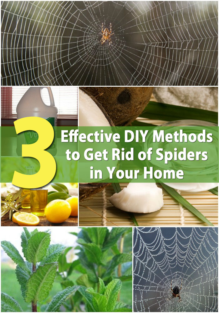 3 effektive DIY-Methoden, um Spinnen in Ihrem Haus loszuwerden 